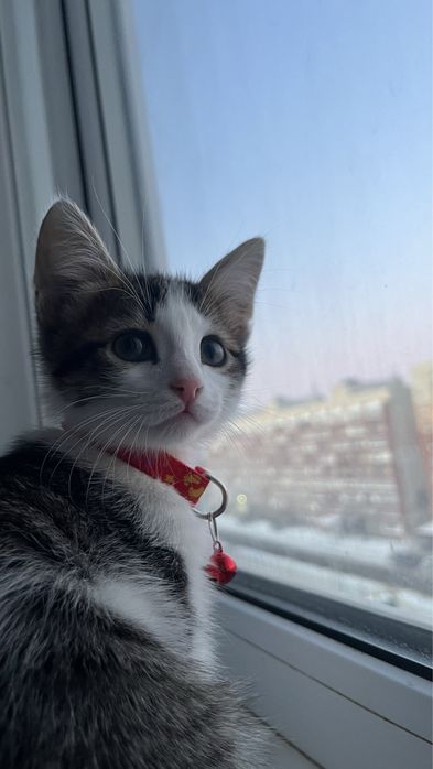 Котенок (мальчик)