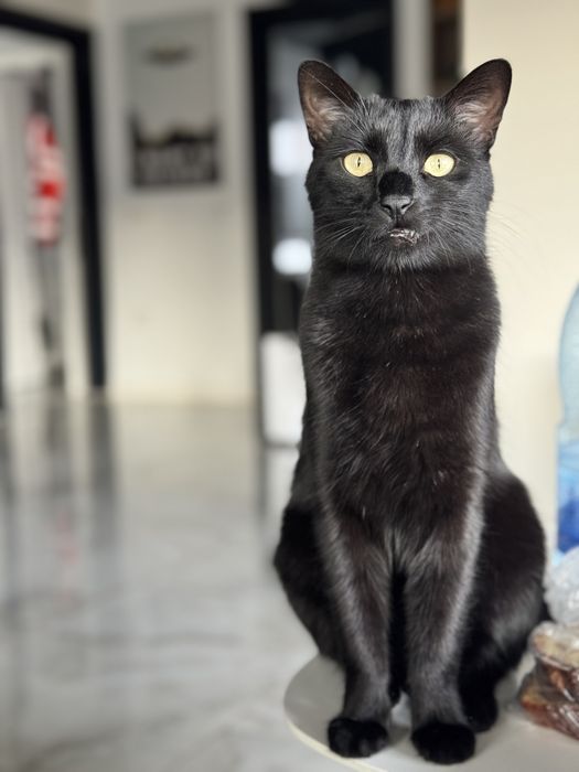 Adoptie responsabila, Yoda