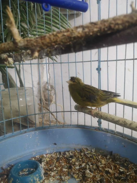 Продаются певчие канарейки