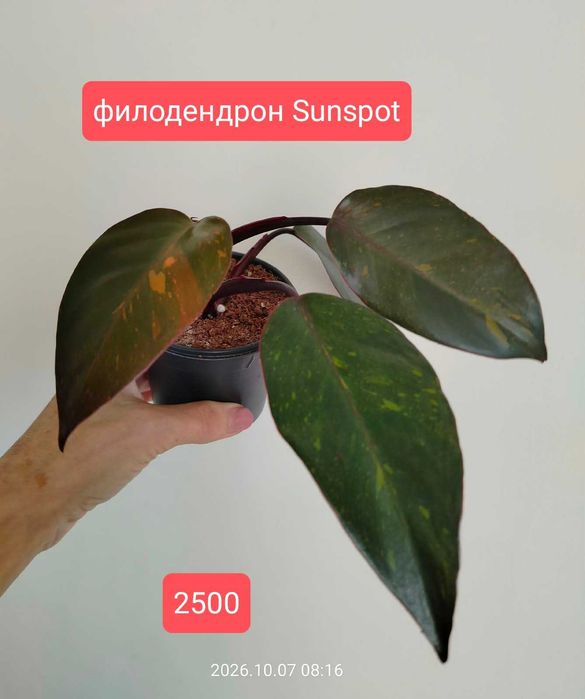 Продам комнатные растения.