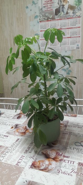 Цветы комнатный,цены разные.