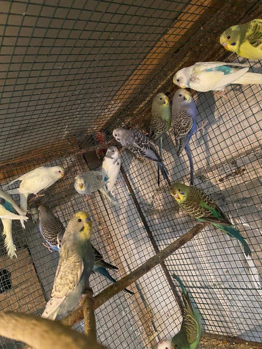 Papagali perusi si alte rase