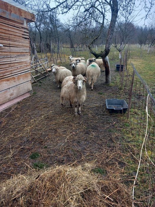 Vand  9 oi și un berbec