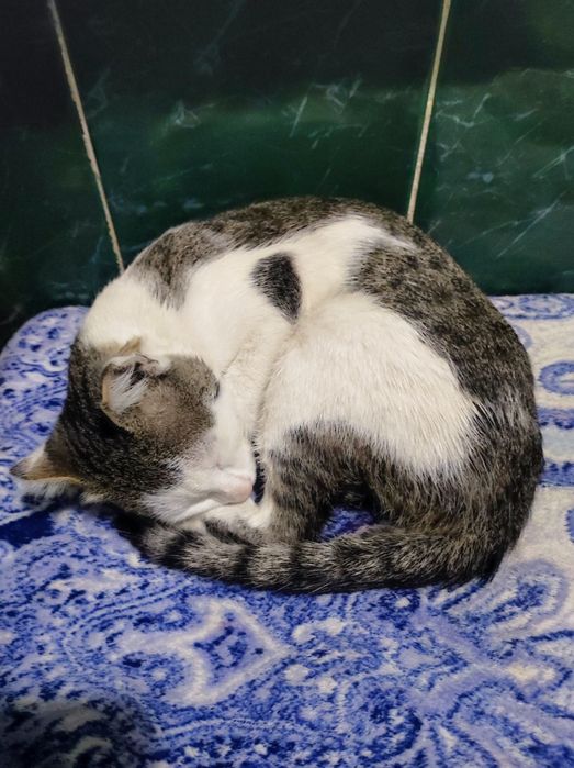 Котёнок мальчик 7,5 месяцев