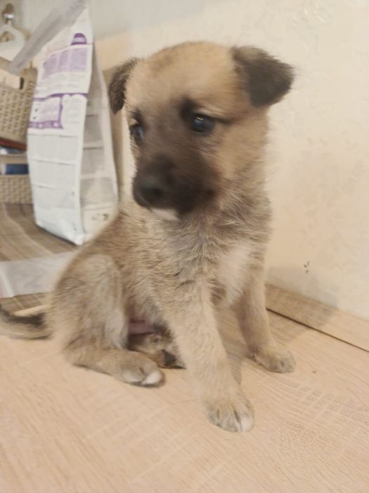 Отдам даром. Прекрасный щенок.