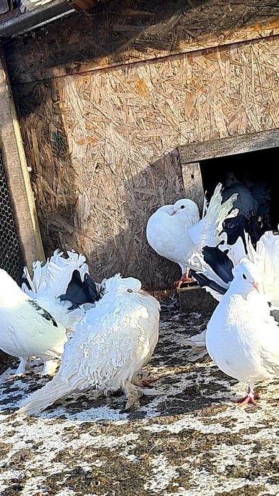 Porumbei Curcani/voltati