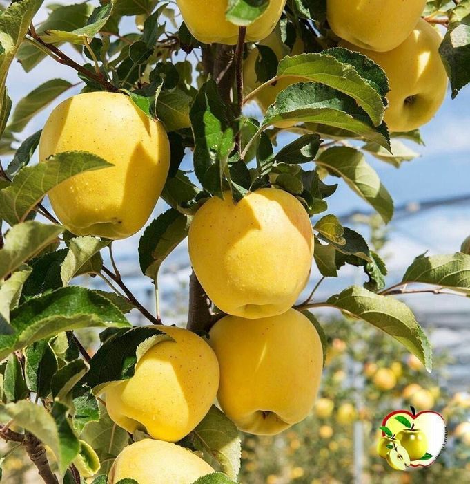 Хамма турдаги сифатли кучатлар