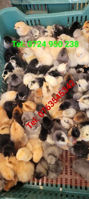 Pui de găină, pui de o zi.