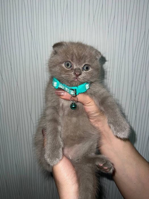 Продаются котята скоттиш фолд ,страйт