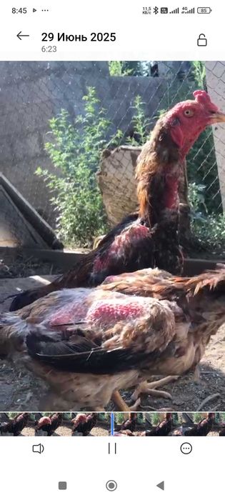 Петух и курица породы дакан