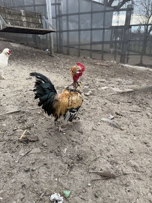 Vand sau schimb 4 cocosi pitici