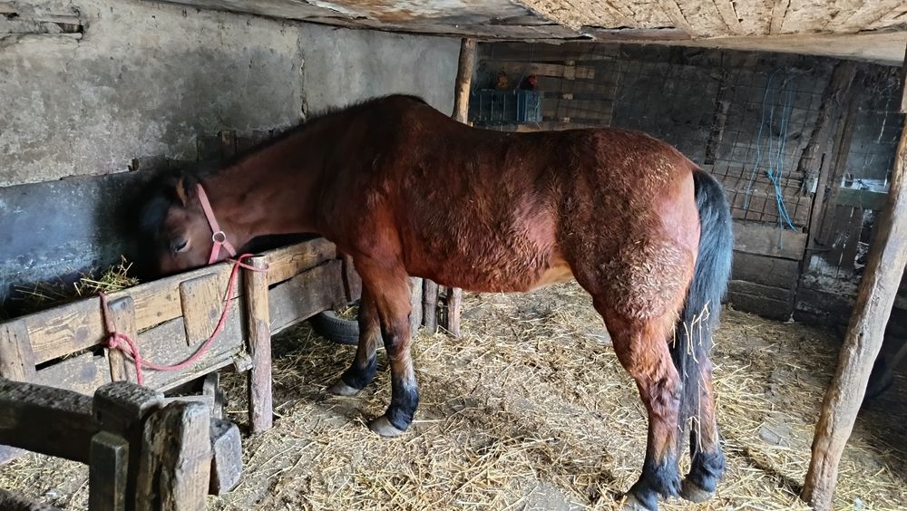 Vând Iapă tânară