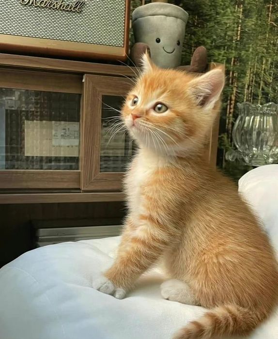 Котенок девочка рыжая
