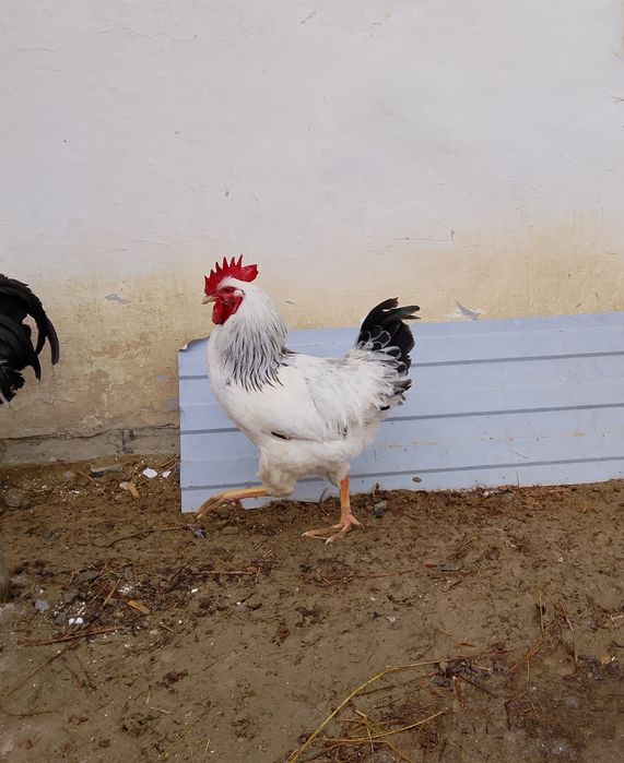 Сатылады екі әтеш