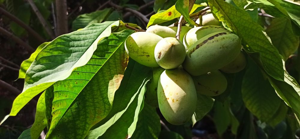 Asimina triloba, Асимина, Пау-пау, Индиански банан