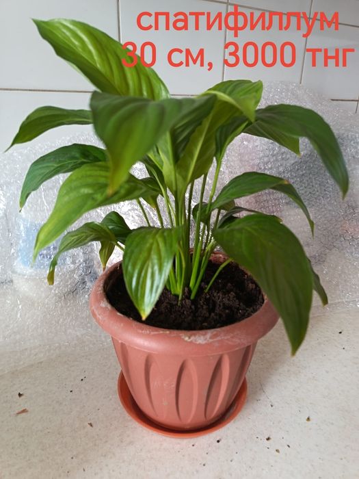 Продам комнатные растения