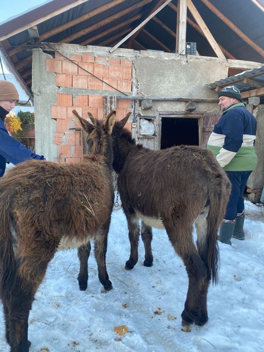 Vând măgărițe tinere