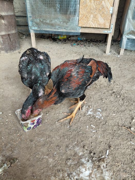 Дакан бойцовский шөжелер