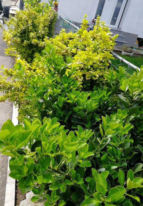 Plante ornamentale de grădină, verzi tot anul: lavandă, euonymus, yuca