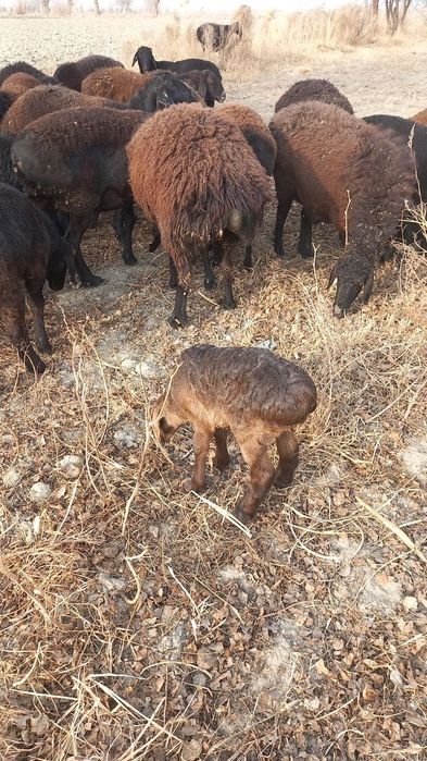 Она бола куйлар сотилади
