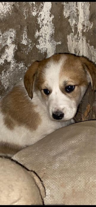 Щенки в добрые руки