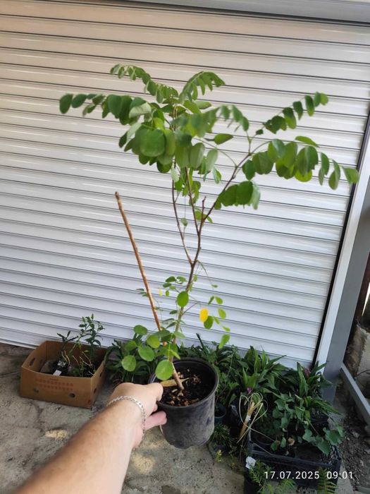 Акация - Налични 2 цвята