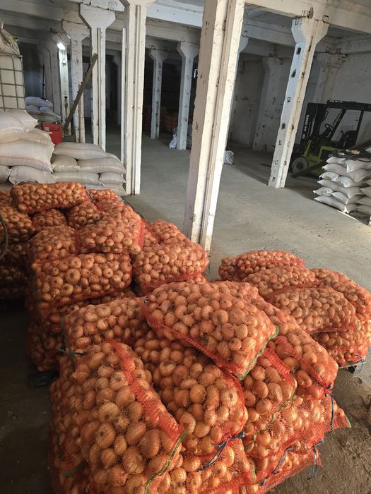 Ceapă plată  la 1,7 lei/ kg si ceapă rosie