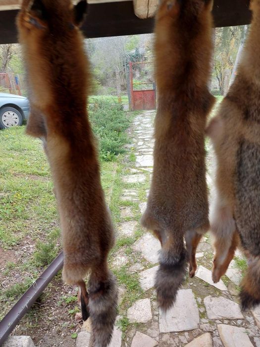 Кожа на чакал уникат