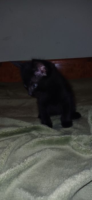 Продам котят (мальчики), 1 месяц