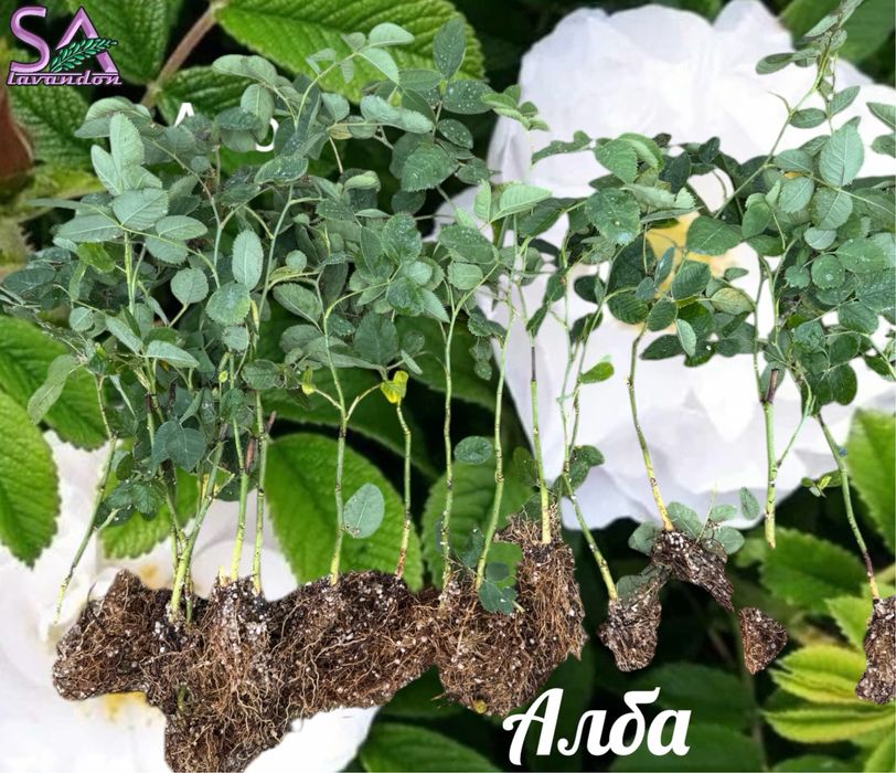 Българска Маслодайна Роза…