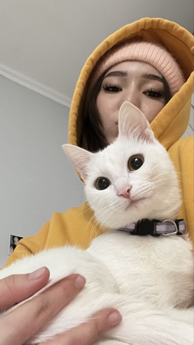 СРОЧНО! отдам кошку