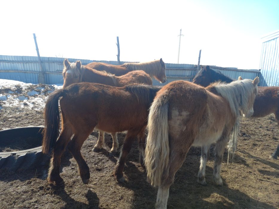 Продам байталдар