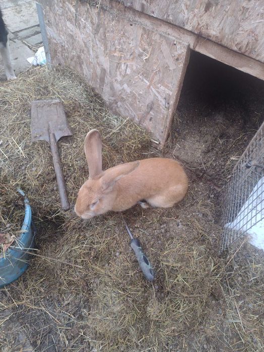 Vând iepuri mari și mici