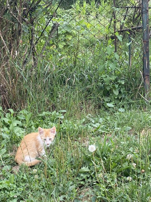 Pisoi adoptie in Maldaresti Valcea