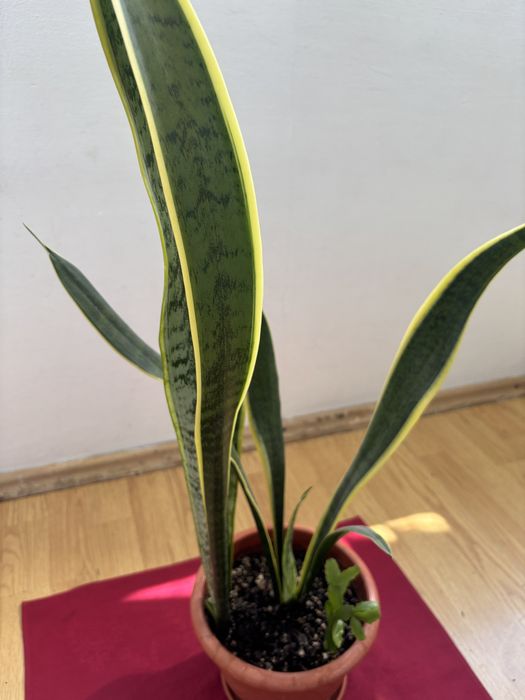 Floare superba limba soacrei.