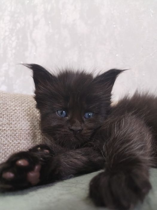 Продам Мейн кунчики