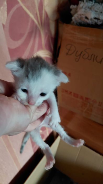 Отдам котят бесплатно