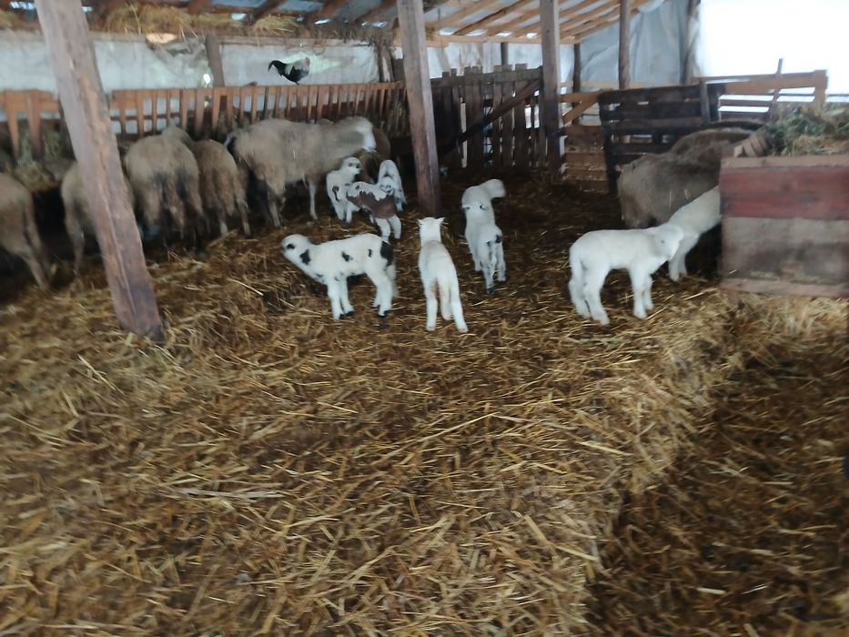 Vand oi fatate,4 sunt cu 2 miei si restu câte 1 .