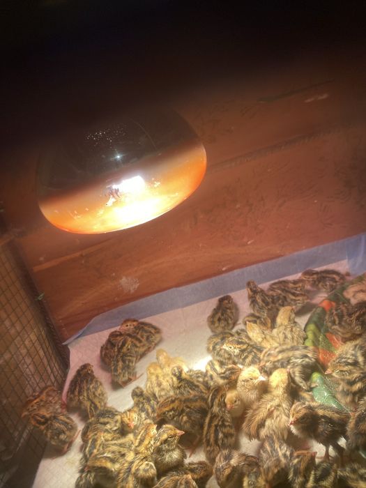 Pui si oua de incubat prepelita japoneza