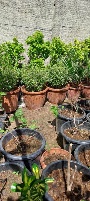 Шамшод бересклетлар сотилади