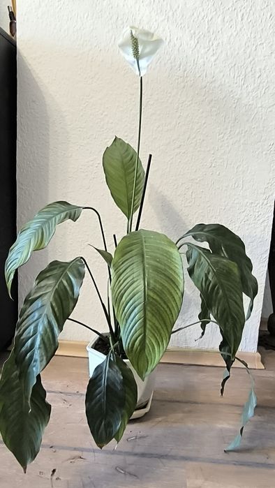 Спатифилум, папрат, коледна звезда и дървото на живота