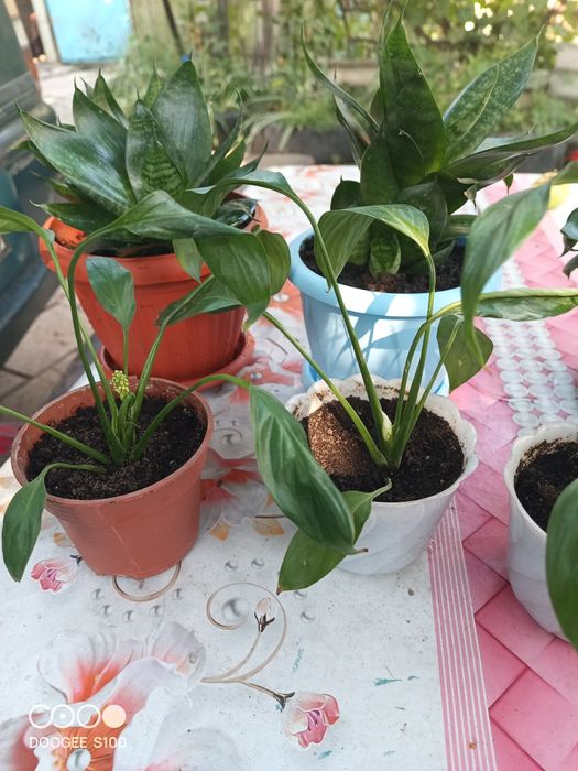 Продам цветы женское счастье