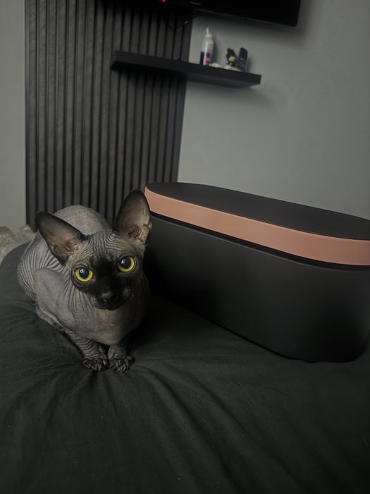 Канадский сфикс велюровый