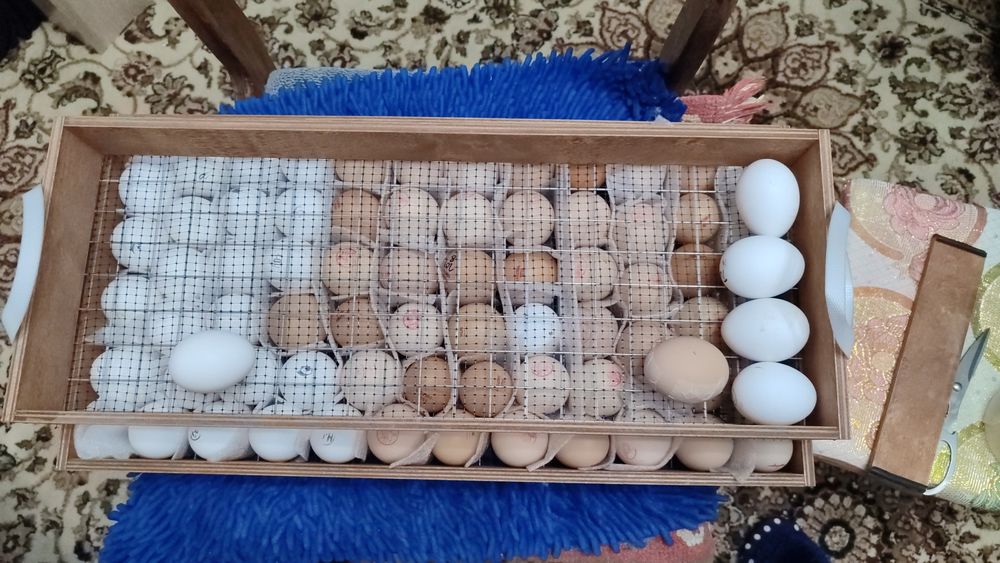 Яйцо инкубационное