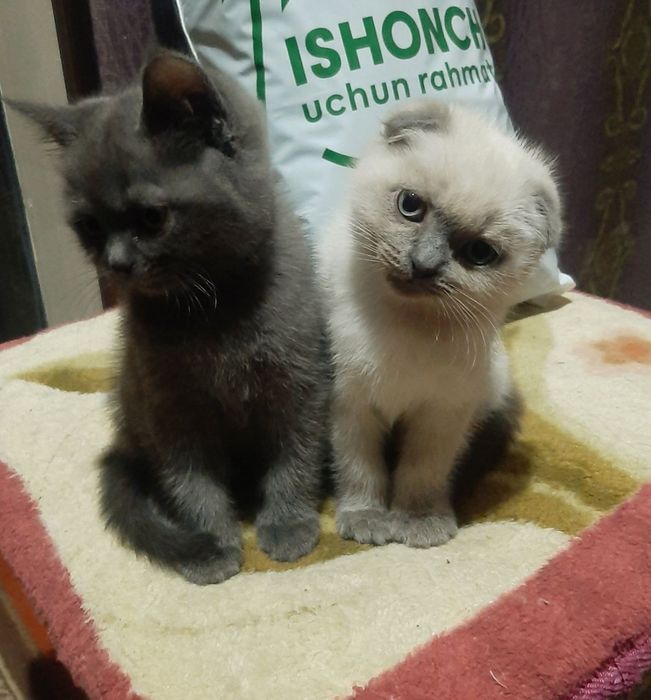 шотландская вислоухая котята (скоттиш-фолд)