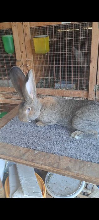 Tineret uriaș german