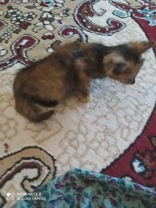 Котёнок Бесплатно 2,5 месяца