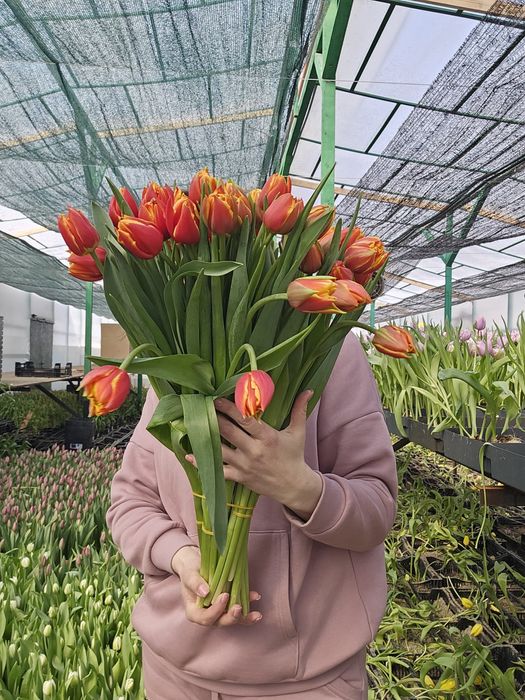 Тюльпаны оптом к 8 марта, срезка тюльпанов