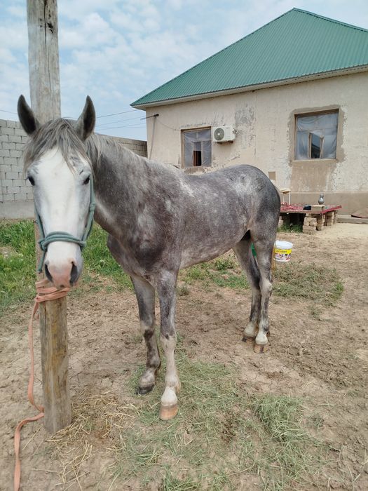 3жасар құнан сатылады Шымкент қаласы