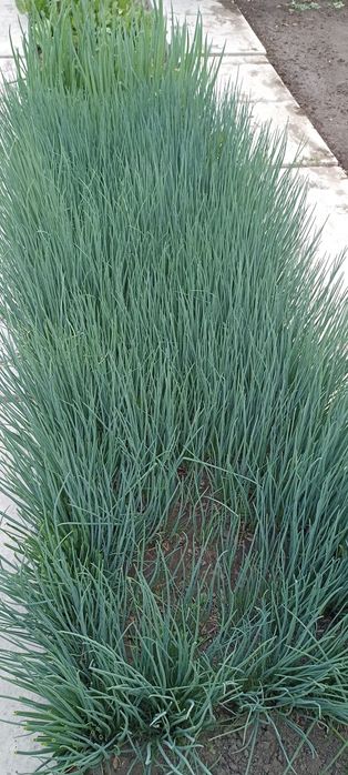 Рассада зеленого лука